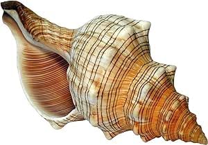 Kaltner Präsente Geschenkidee - Muschel Fasciolaria Trapezium Trapez Bandschnecke Meeresschnecke (13-14 cm)