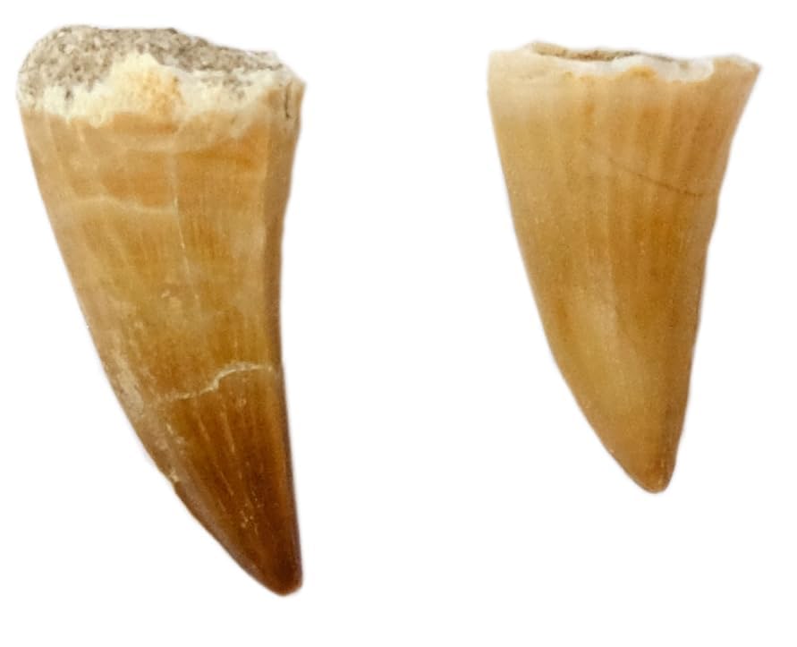 Kaltner Präsente Geschenkidee - Versteinerte Urzeit Fossilien: unbehandelte naturbelassene Fossile Hai Urzeithai Mosasaurus Zähne XL/Dinosaurierzahn/Mosasauruszahn (2er Set)