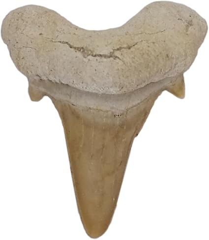 Kaltner Präsente Geschenkidee - Versteinerte Urzeit Fossilie: unbehandelte naturbelassene Haifischzähne XXL Hai Zähne Haizahn Haifischzahn 5 cm