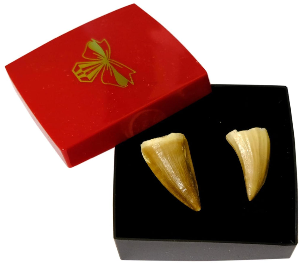 Kaltner Präsente Geschenkidee - Versteinerte Urzeit Fossilien: unbehandelte naturbelassene Fossile Hai Urzeithai Mosasaurus Zähne XL/Dinosaurierzahn/Mosasauruszahn (2er Set)