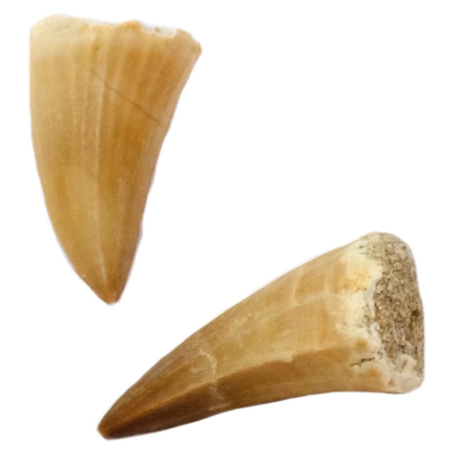 Kaltner Präsente Geschenkidee - Versteinerte Urzeit Fossilien: unbehandelte naturbelassene Fossile Hai Urzeithai Mosasaurus Zähne XL/Dinosaurierzahn/Mosasauruszahn (2er Set)
