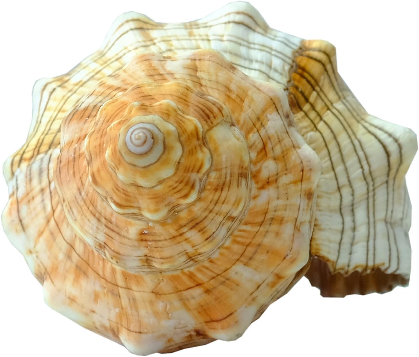 Kaltner Präsente Geschenkidee - Muschel Fasciolaria Trapezium Trapez Bandschnecke Meeresschnecke (13-14 cm)