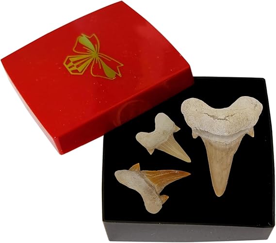 Kaltner Präsente Geschenkidee - Versteinerte Urzeit Fossilien: unbehandelte naturbelassene Haifischzähne XL Hai Zahn Zähne Haizahn Haifischzahn (Set 3 Stück)