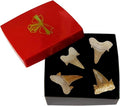 Kaltner Präsente Geschenkidee - Versteinerte Urzeit Fossilien: unbehandelte naturbelassene Haifischzähne Hai Zahn Zähne Haizahn Haifischzahn (Set 4 Stück)