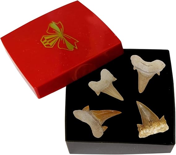Kaltner Präsente Geschenkidee - Versteinerte Urzeit Fossilien: unbehandelte naturbelassene Haifischzähne Hai Zahn Zähne Haizahn Haifischzahn (Set 4 Stück)