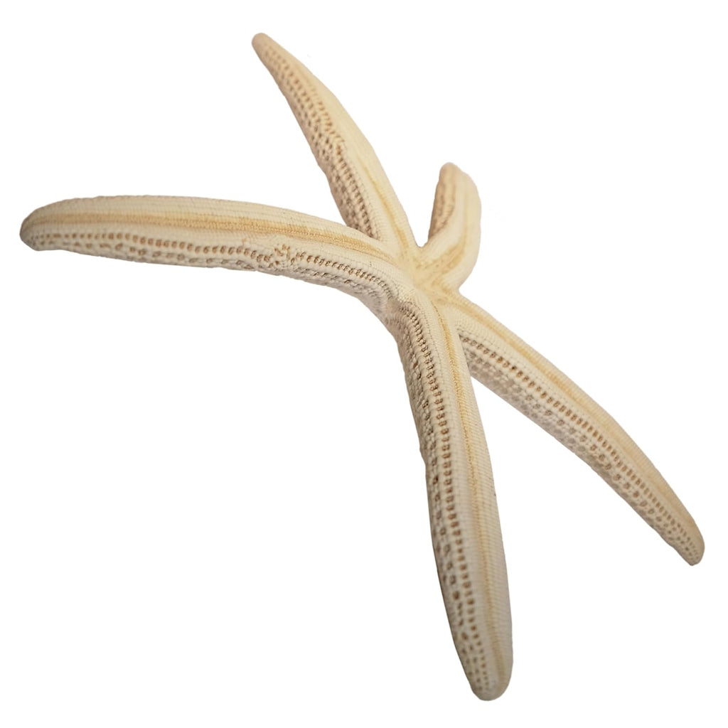 Kaltner Präsente Geschenkidee: Dekoratives Seestern Set, Meeresschnecke, Naturfarben, Maritime Dekoration, auch für Aquarium (3 Stück, Ø je 20 cm)