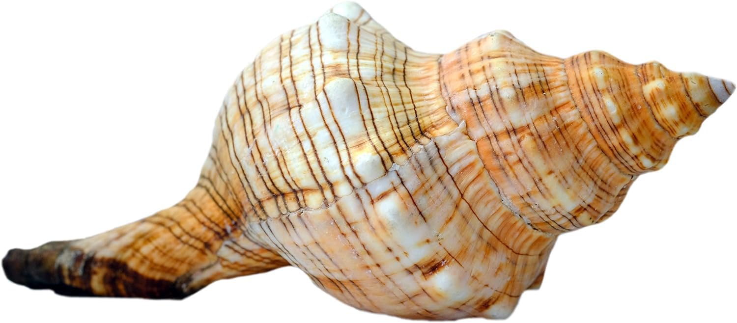 Kaltner Präsente Geschenkidee - Muschel Fasciolaria Trapezium Trapez Bandschnecke Meeresschnecke (13-14 cm)
