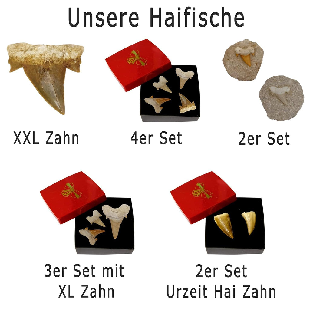 Kaltner Präsente Geschenkidee - Versteinerte Urzeit Fossilien: unbehandelte naturbelassene Fossile Hai Urzeithai Mosasaurus Zähne XL/Dinosaurierzahn/Mosasauruszahn (2er Set)