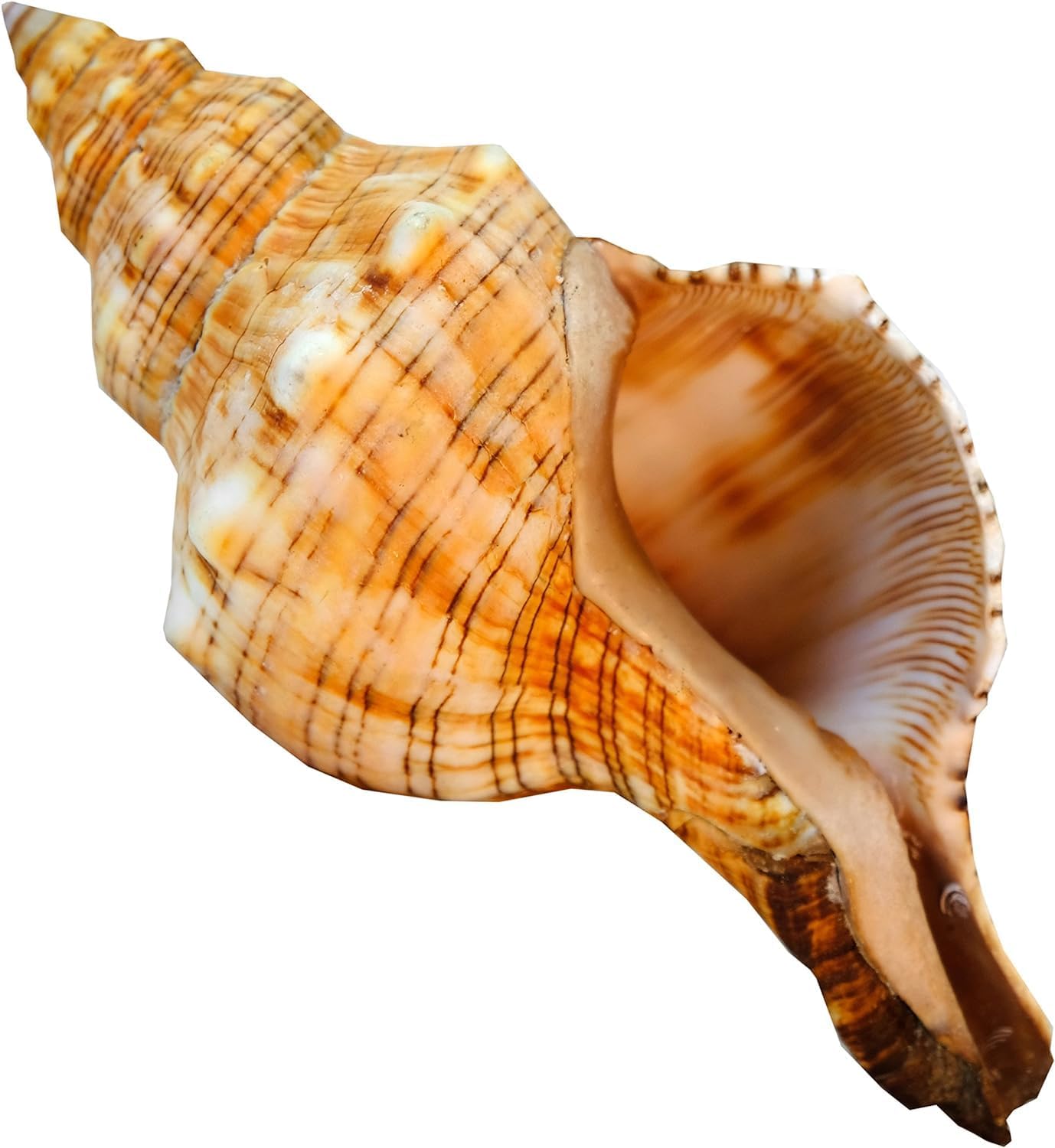 Kaltner Präsente Geschenkidee - Muschel Fasciolaria Trapezium Trapez Bandschnecke Meeresschnecke (13-14 cm)
