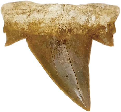 Kaltner Präsente Geschenkidee - Versteinerte Urzeit Fossilie: unbehandelte naturbelassene Haifischzähne XXL Hai Zähne Haizahn Haifischzahn 5 cm