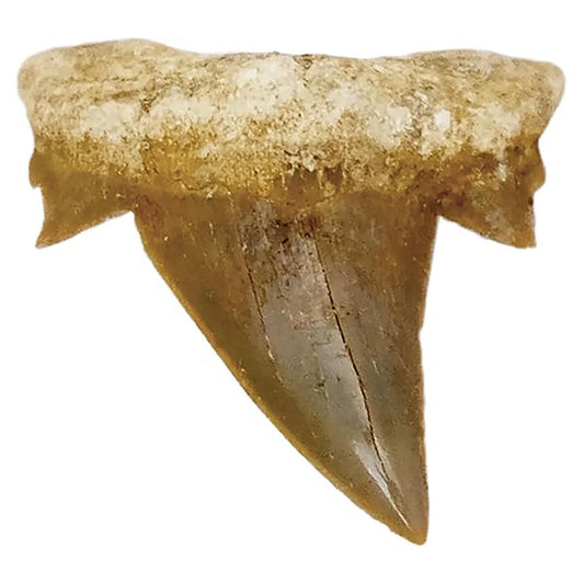 Fossiler Haizahn XXL 5–6 cm – Echter Haifischzahn 40 Mio. Jahre alt – Fossil aus Marokko