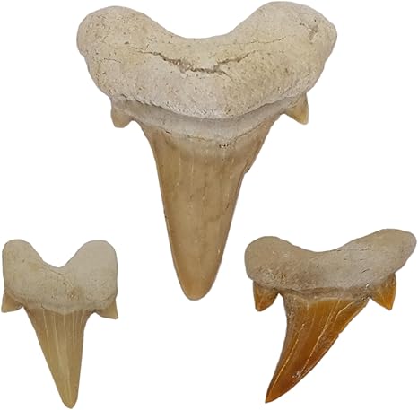 Kaltner Präsente Geschenkidee - Versteinerte Urzeit Fossilien: unbehandelte naturbelassene Haifischzähne XL Hai Zahn Zähne Haizahn Haifischzahn (Set 3 Stück)