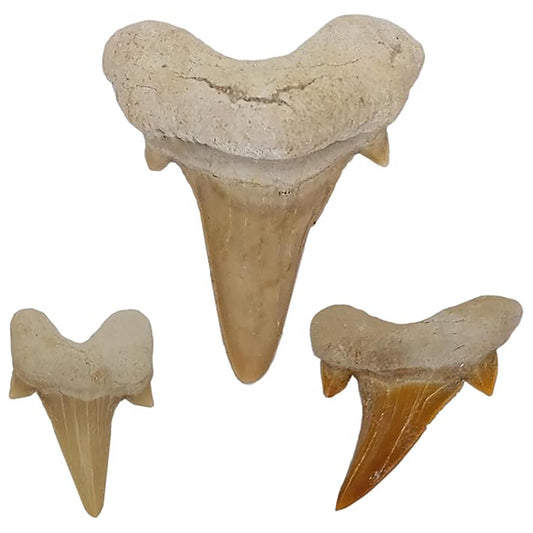 Fossile Haizähne XL Set 3 Stück – Echte Haifischzähne aus Marokko – 40 Mio. Jahre alt in Geschenkbox