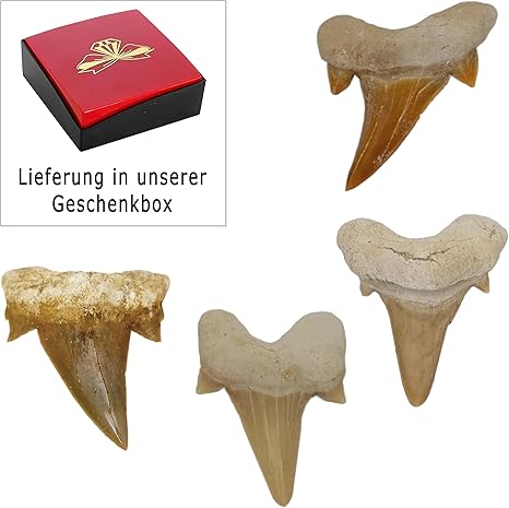 Kaltner Präsente Geschenkidee - Versteinerte Urzeit Fossilien: unbehandelte naturbelassene Haifischzähne Hai Zahn Zähne Haizahn Haifischzahn (Set 4 Stück)