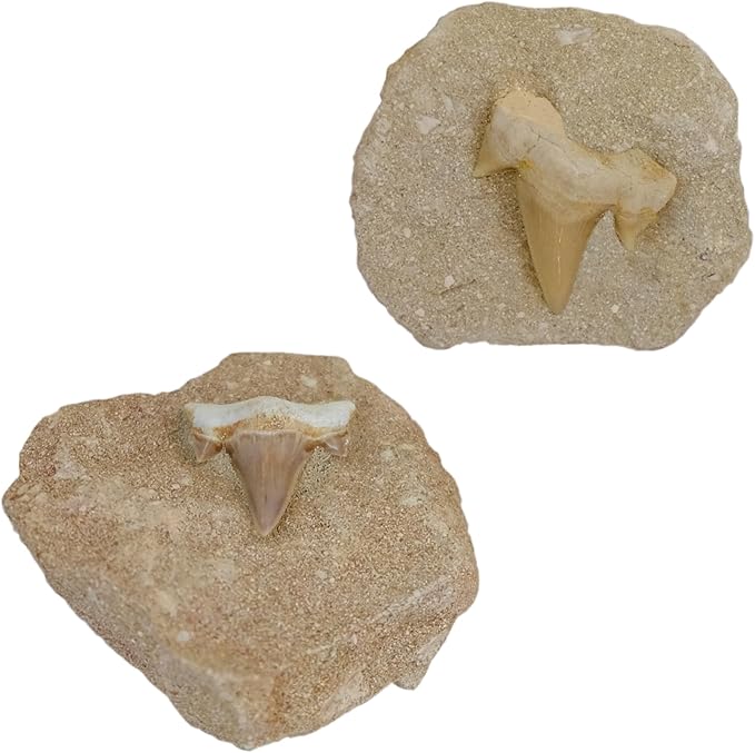 Kaltner Präsente Geschenkidee - Versteinerte Urzeit Fossilien: unbehandelte naturbelassene Haifischzähne Hai Zahn Zähne Haizahn Haifischzahn auf Muttergestein (Set 2 Stück)