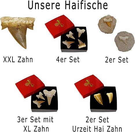 Kaltner Präsente Geschenkidee - Versteinerte Urzeit Fossilie: unbehandelte naturbelassene Haifischzähne XXL Hai Zähne Haizahn Haifischzahn 5 cm