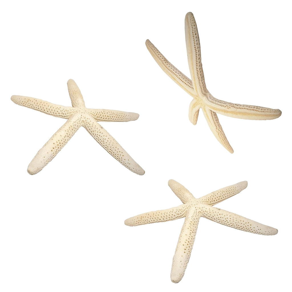 Kaltner Präsente Geschenkidee: Dekoratives Seestern Set, Meeresschnecke, Naturfarben, Maritime Dekoration, auch für Aquarium (3 Stück, Ø je 20 cm)