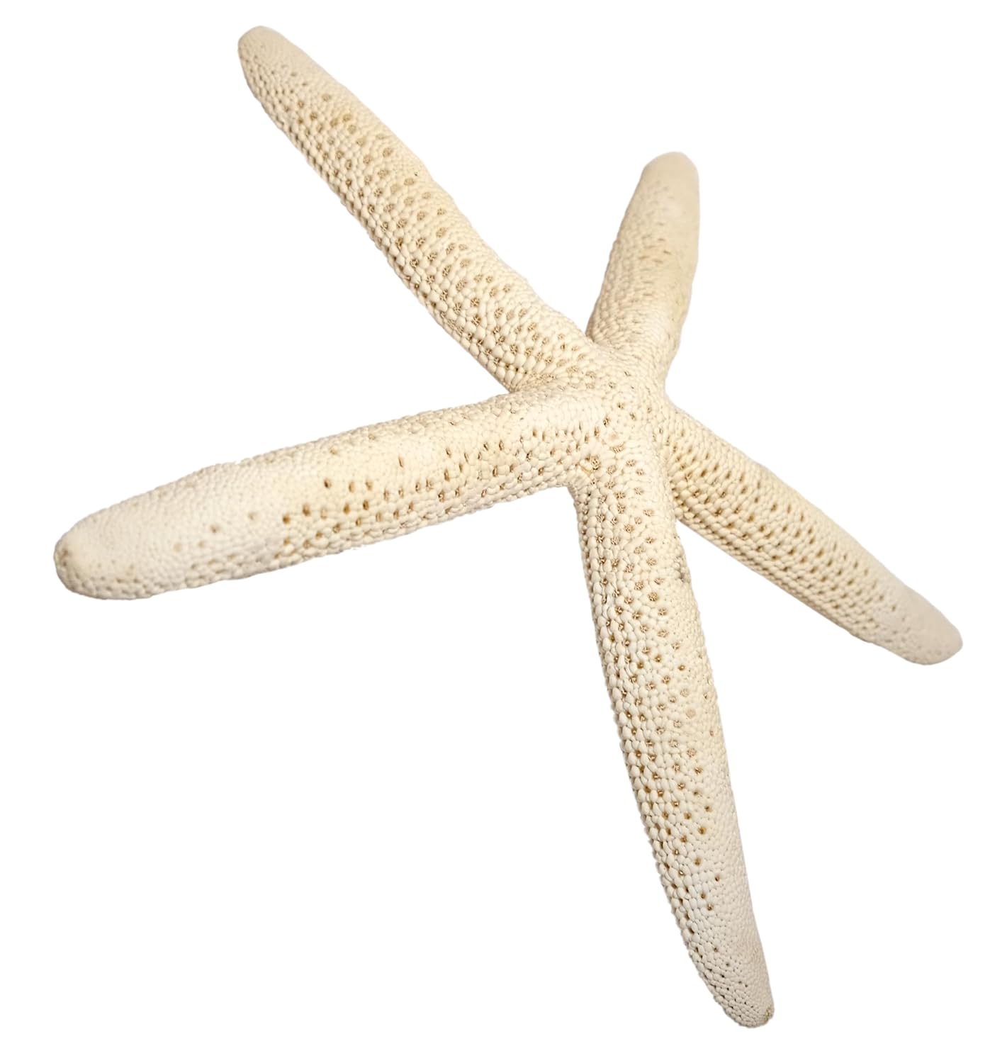 Kaltner Präsente Geschenkidee: Dekoratives Seestern Set, Meeresschnecke, Naturfarben, Maritime Dekoration, auch für Aquarium (3 Stück, Ø je 20 cm)