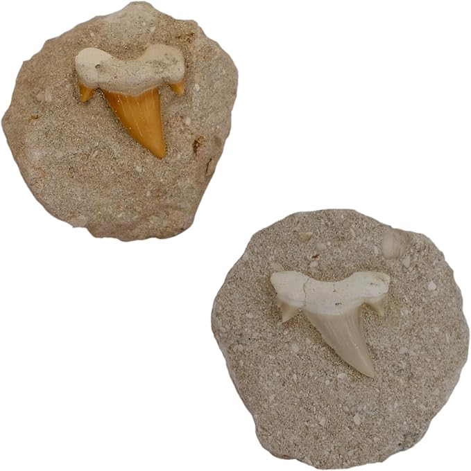 Kaltner Präsente Geschenkidee - Versteinerte Urzeit Fossilien: unbehandelte naturbelassene Haifischzähne Hai Zahn Zähne Haizahn Haifischzahn auf Muttergestein (Set 2 Stück)