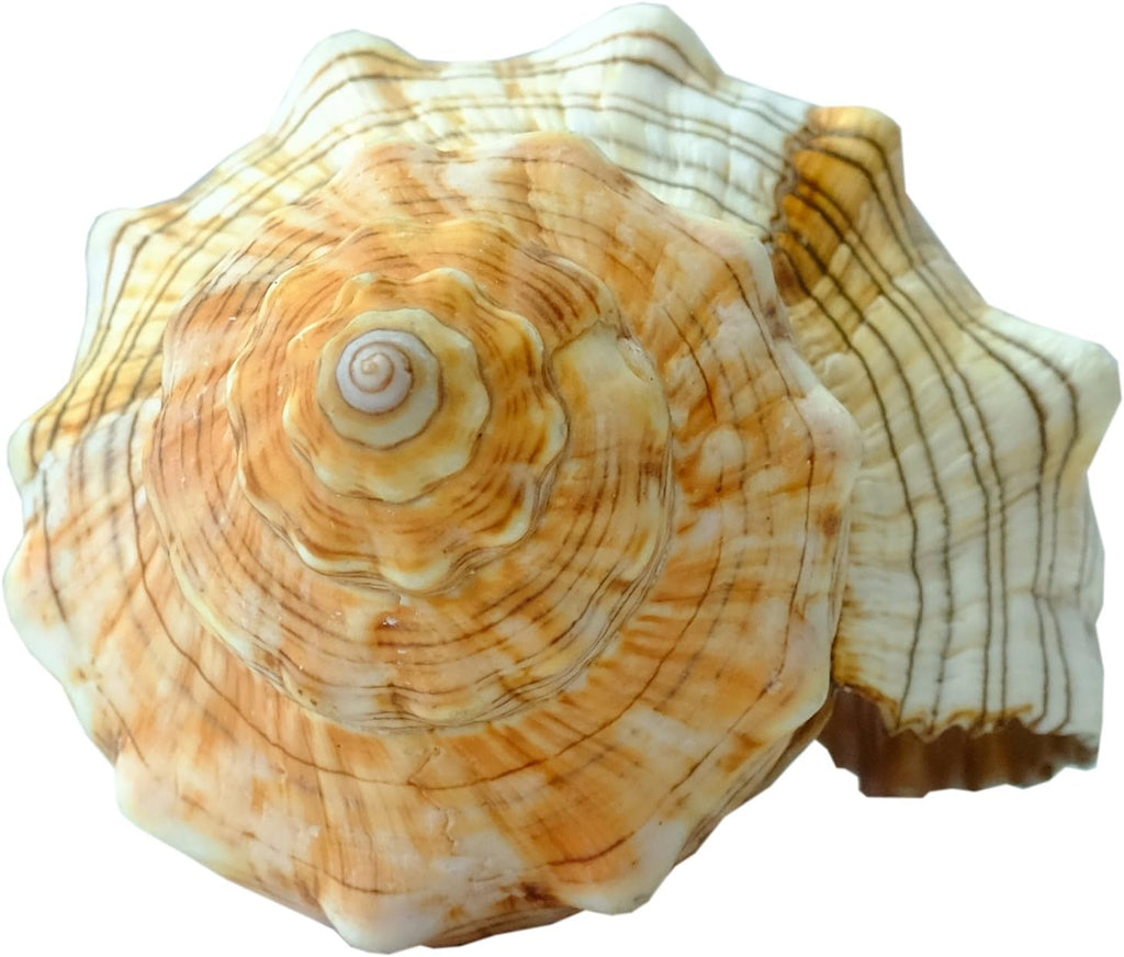 Kaltner Präsente Geschenkidee - Muschel Fasciolaria Trapezium Trapez Bandschnecke Meeresschnecke (17-18 cm)