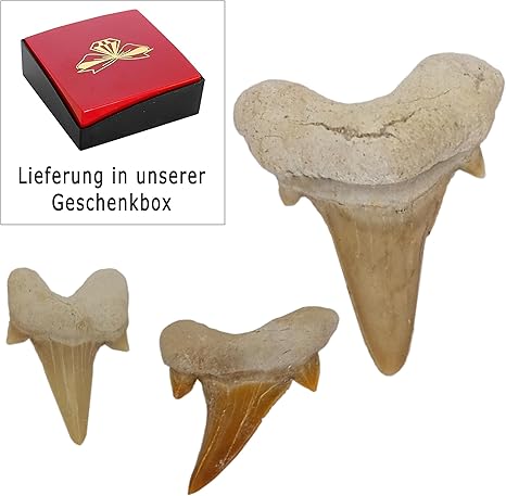 Kaltner Präsente Geschenkidee - Versteinerte Urzeit Fossilien: unbehandelte naturbelassene Haifischzähne XL Hai Zahn Zähne Haizahn Haifischzahn (Set 3 Stück)