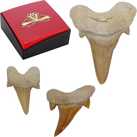 Kaltner Präsente Geschenkidee - Versteinerte Urzeit Fossilien: unbehandelte naturbelassene Haifischzähne XL Hai Zahn Zähne Haizahn Haifischzahn (Set 3 Stück)