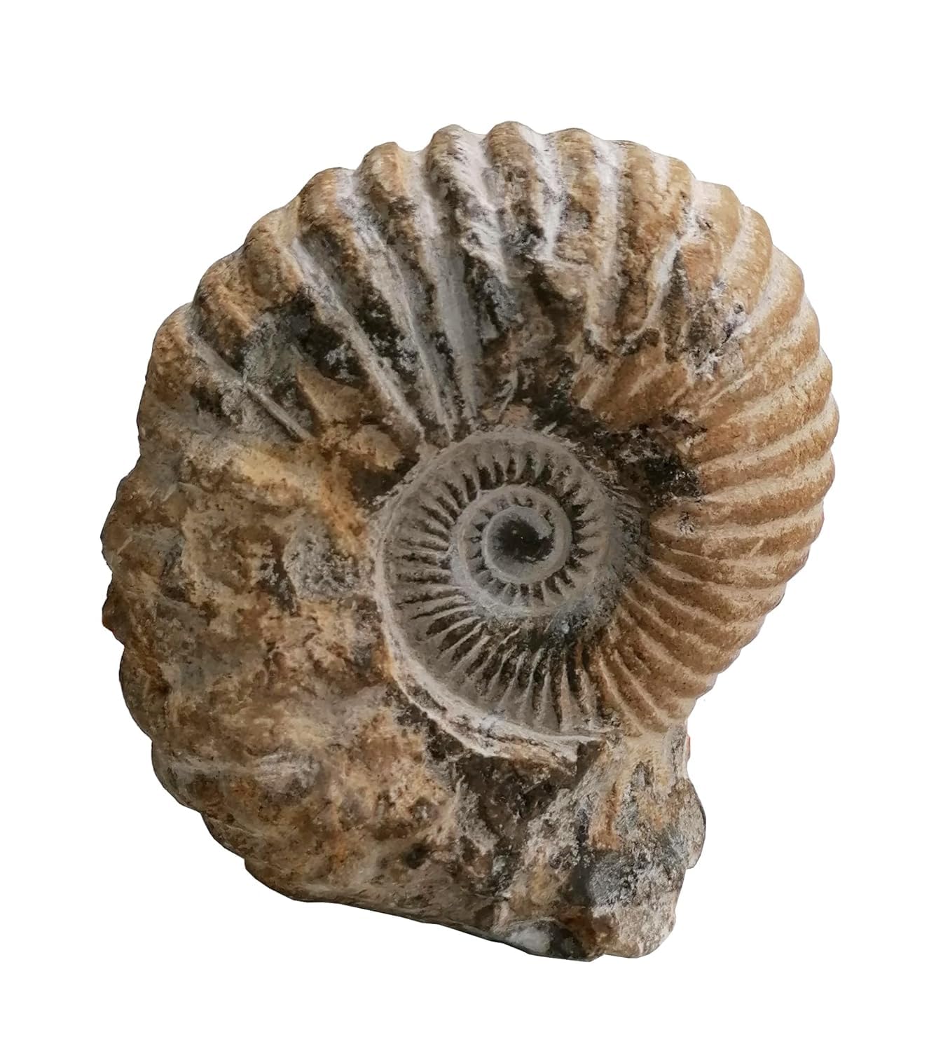 Kaltner Präsente Geschenkidee - Versteinerte Urzeit Fossilien: unbehandelte naturbelassener Ammonit Calycoceras sp. aus Marokko/Lehrmaterialien Fossilien (Höhe 11-13 cm)
