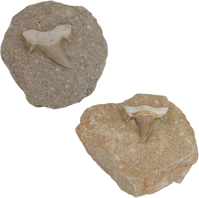 Kaltner Präsente Geschenkidee - Versteinerte Urzeit Fossilien: unbehandelte naturbelassene Haifischzähne Hai Zahn Zähne Haizahn Haifischzahn auf Muttergestein (Set 2 Stück)
