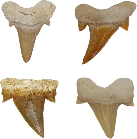 Kaltner Präsente Geschenkidee - Versteinerte Urzeit Fossilien: unbehandelte naturbelassene Haifischzähne Hai Zahn Zähne Haizahn Haifischzahn (Set 4 Stück)