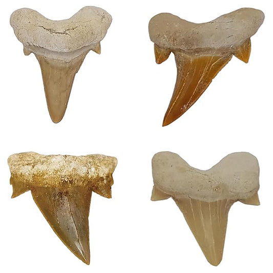 Haifischzähne fossil – 4er Set in Geschenkbox | echte Fossilien aus Marokko