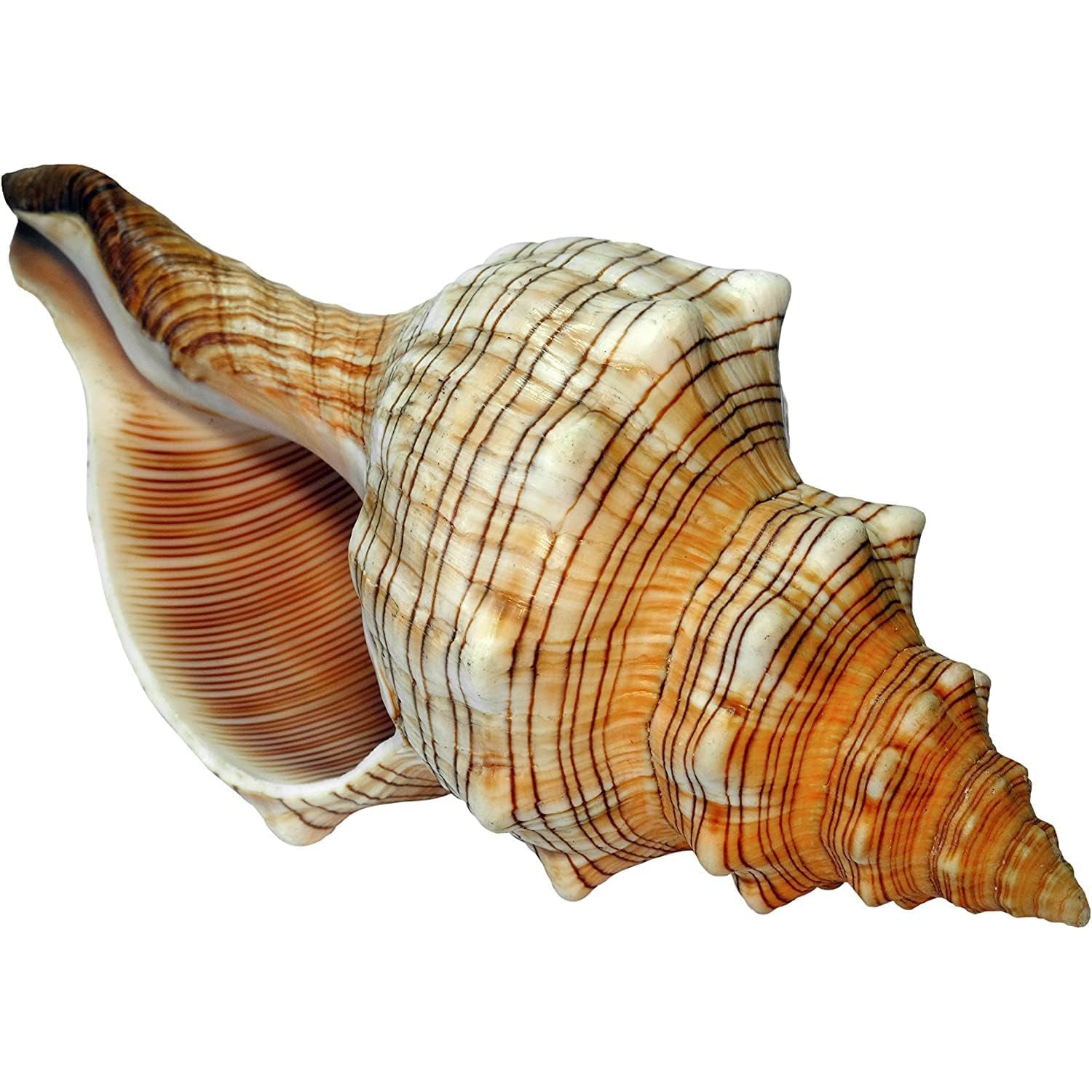 Fasciolaria Trapezium Naturmuschel 15–16 cm – maritime Dekoration
