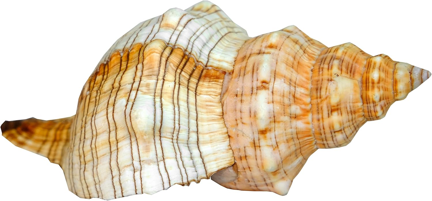 Kaltner Präsente Geschenkidee - Muschel Fasciolaria Trapezium Trapez Bandschnecke Meeresschnecke (17-18 cm)