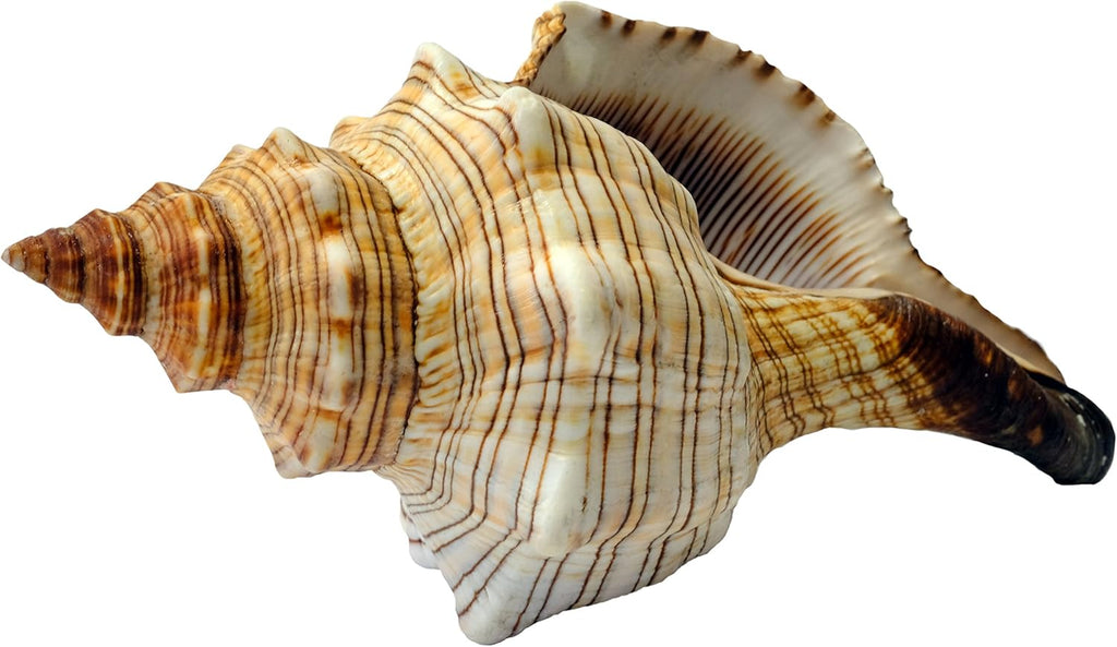 Fasciolaria Trapezium Naturmuschel 15–16 cm | Maritime Dekoration – KALTNER Präsente