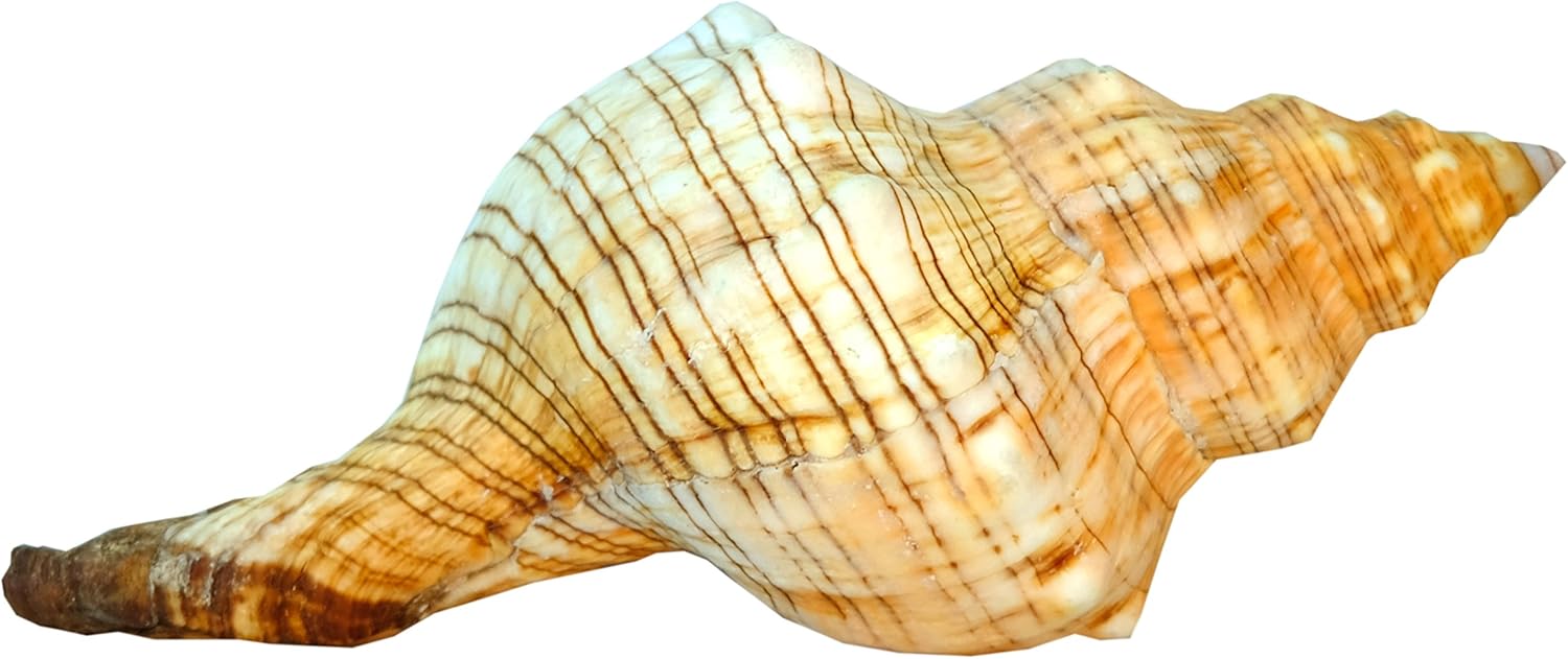 Fasciolaria Trapezium Naturmuschel 15–16 cm | Maritime Dekoration – KALTNER Präsente