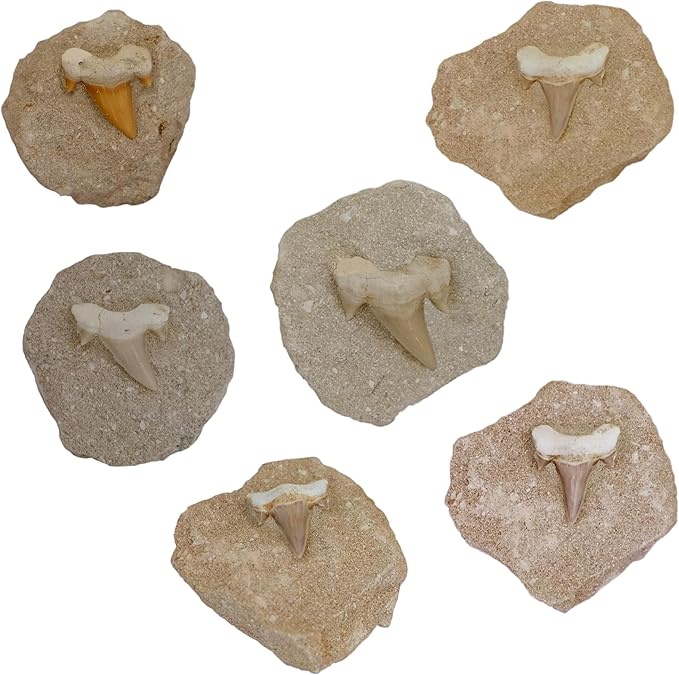 Kaltner Präsente Geschenkidee - Versteinerte Urzeit Fossilien: unbehandelte naturbelassene Haifischzähne Hai Zahn Zähne Haizahn Haifischzahn auf Muttergestein (Set 2 Stück)