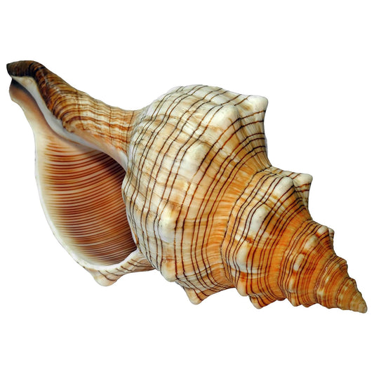 Fasciolaria Trapezium Muschel 15–16 cm – Echte Trapez Bandschnecke – Maritime Dekoration Badezimmer Deko
